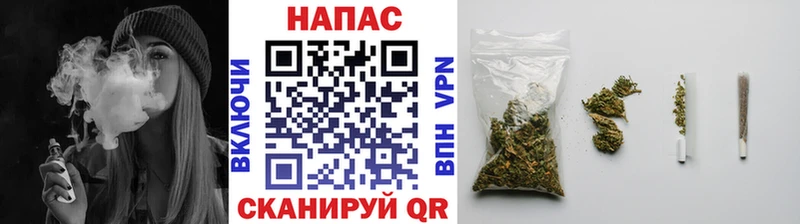 Конопля сатива  Подольск 